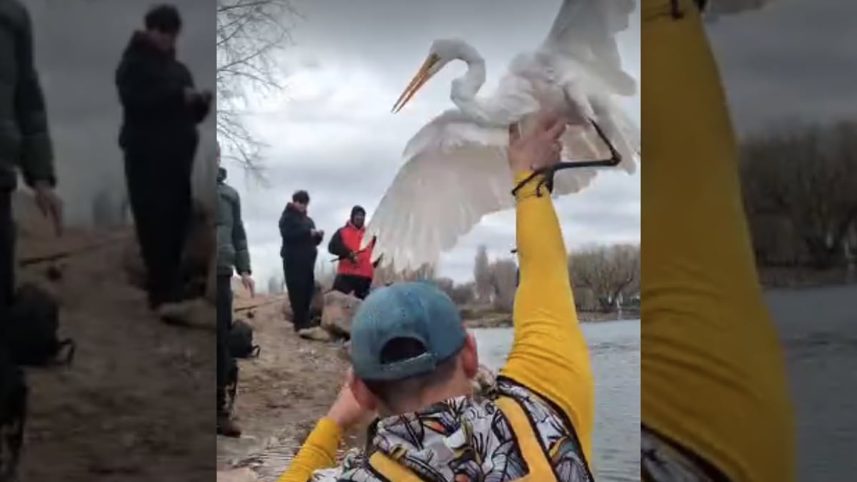 Instructores de kayak liberaron una garza atrapada en anzuelos en el río Limay