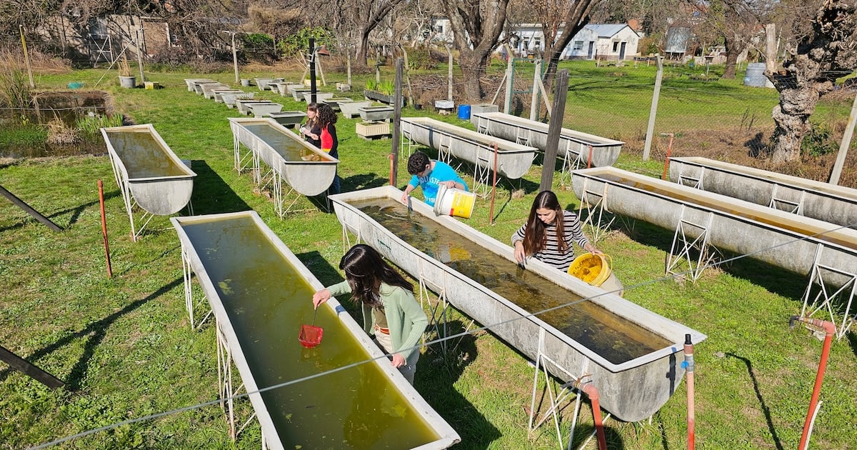 La UBA entrega peces nativos a vecinos para combatir larvas del mosquito del dengue