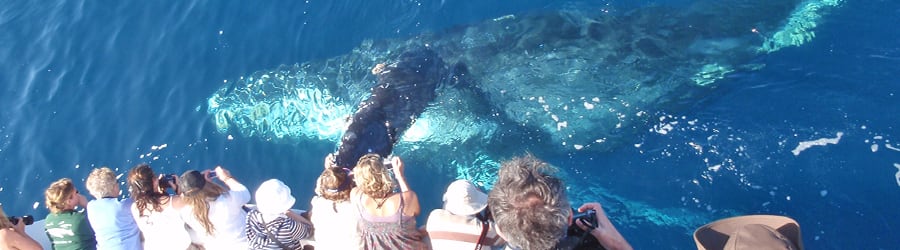 El invierno brasileño que nadie te cuenta: la temporada de las ballenas jorobadas en el sur de Bahía