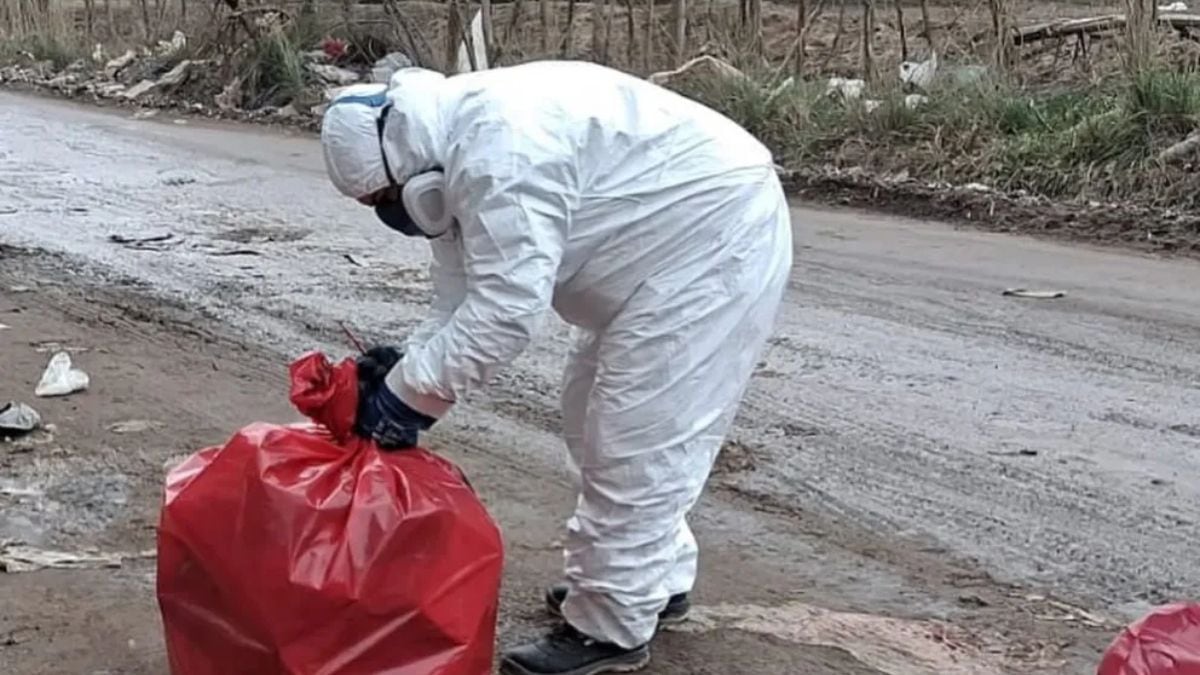 Cien kilos de carne podrida abandonados en plena calle: el Municipio apunta a una faena clandestina