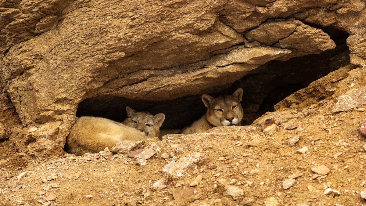 A la caza del puma fantasma: tres días en la estepa nevada de Santa Cruz