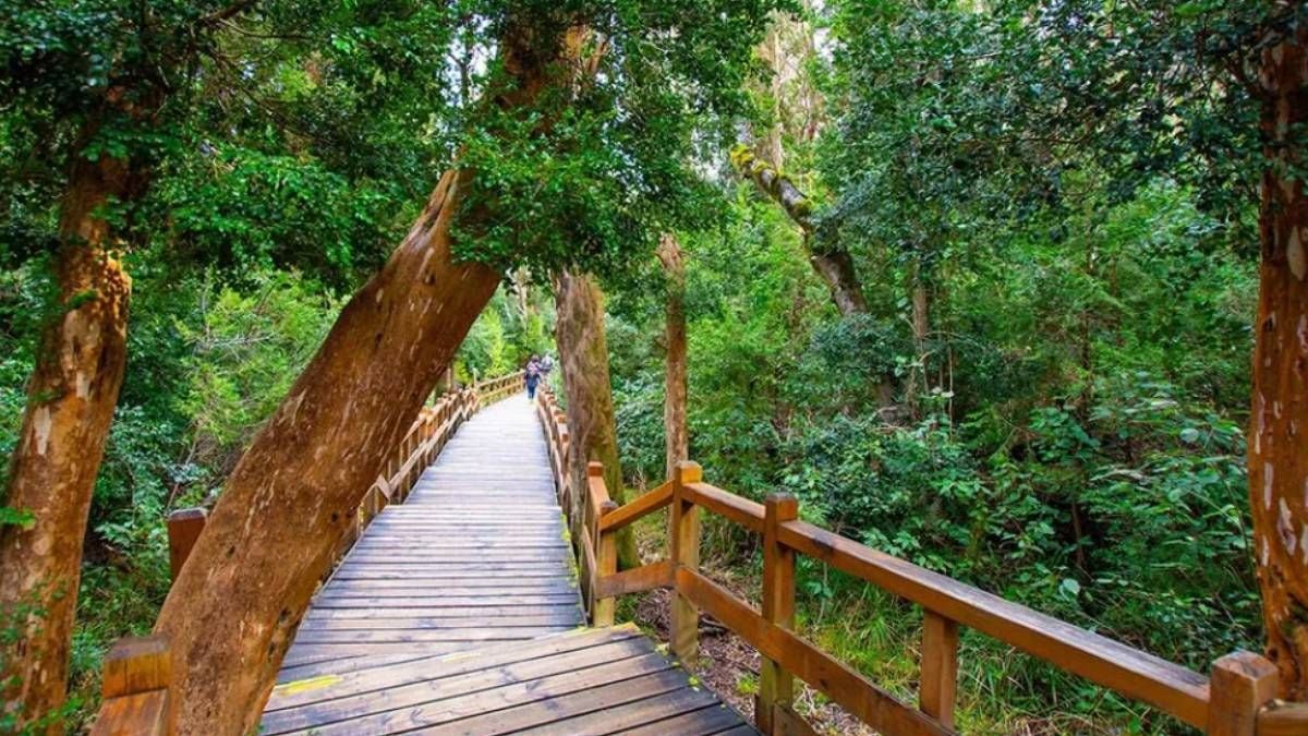 El bosque que parece pintado: caminá entre los arrayanes de Quetrihué