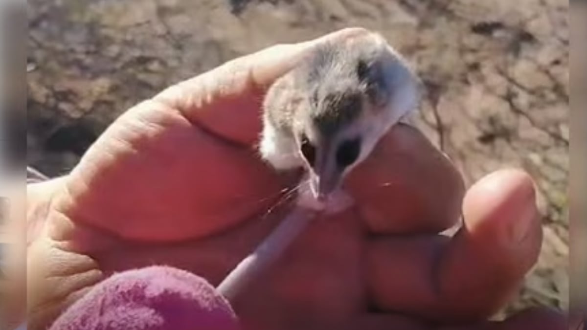 Una comadreja enana entre la leña y el protocolo que separa al vecino del especialista