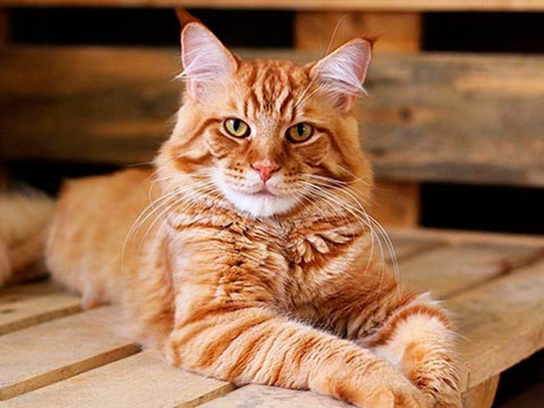 Convivencia con gatos se acerca a la mitad de los hogares argentinos con mascotas