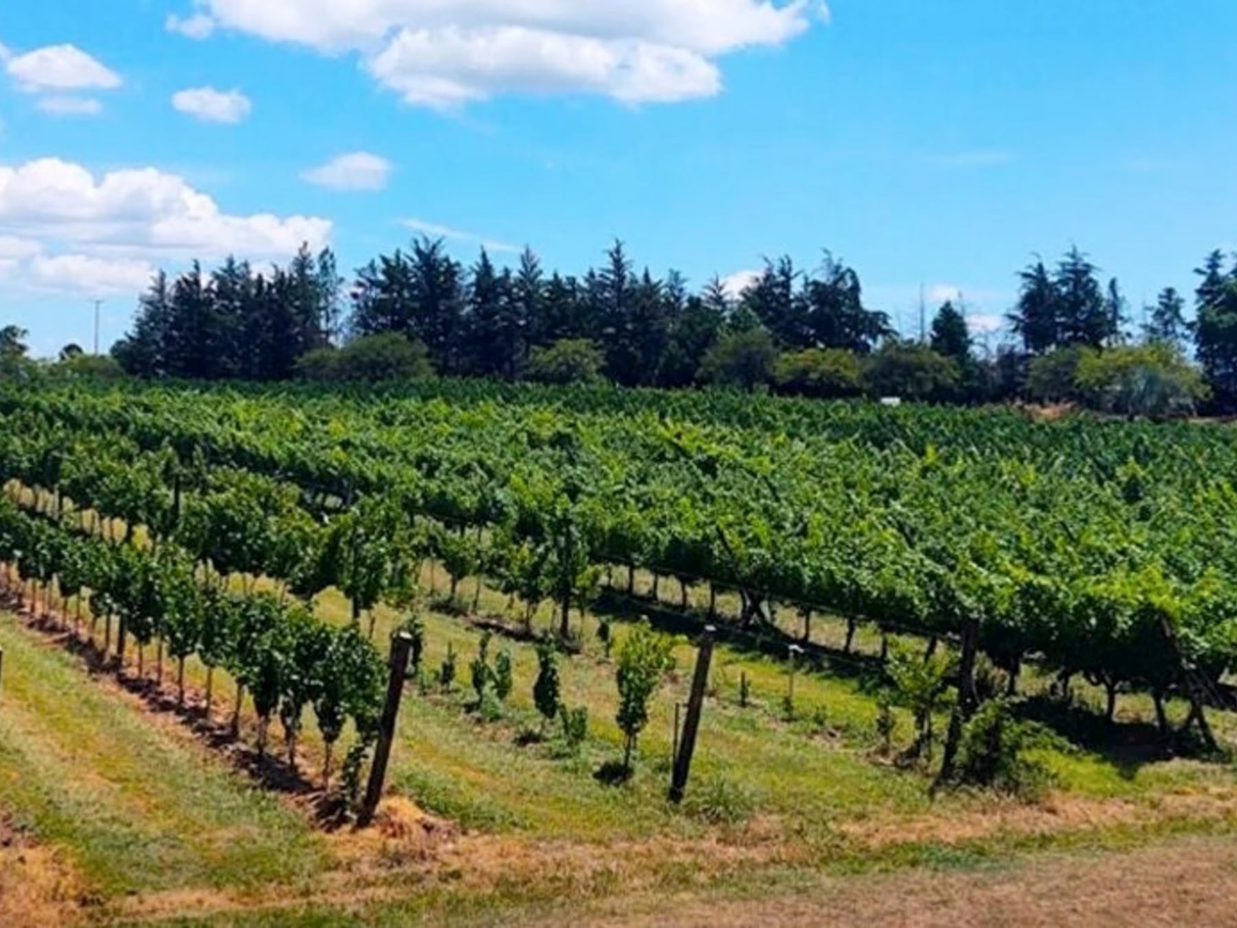 San José, la escapada entrerriana donde las termas se maridan con el vino de la tierra