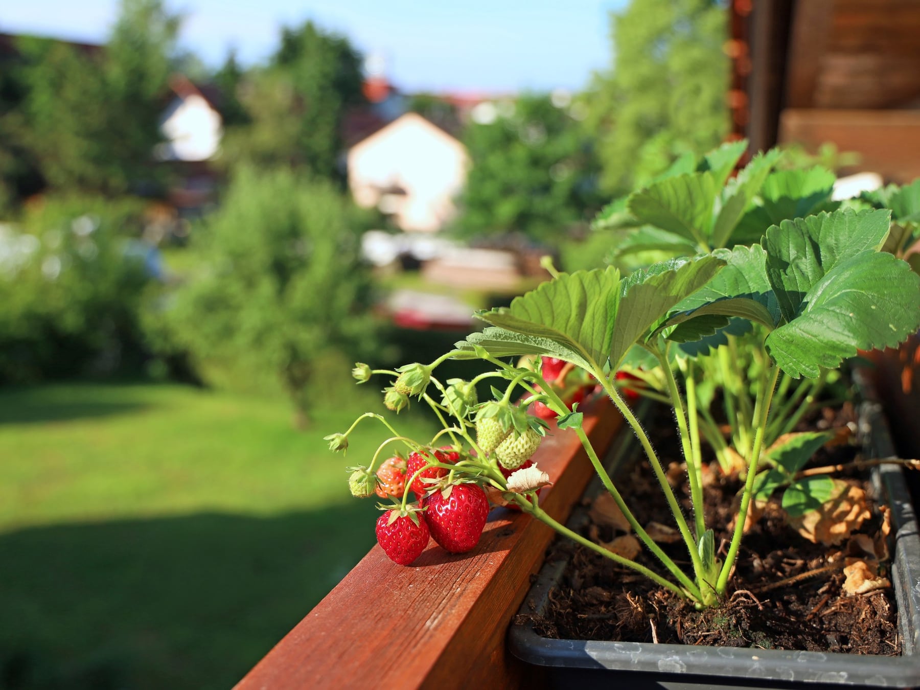 ¿Se puede tener la huerta y el jardín sin que parezca un quilombo? Sí, y septiembre es el mes para animarse