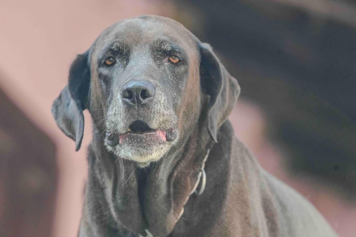 El Chaltén: cuánto pagan los vecinos por registrar una mascota y por qué se mide en litros de nafta