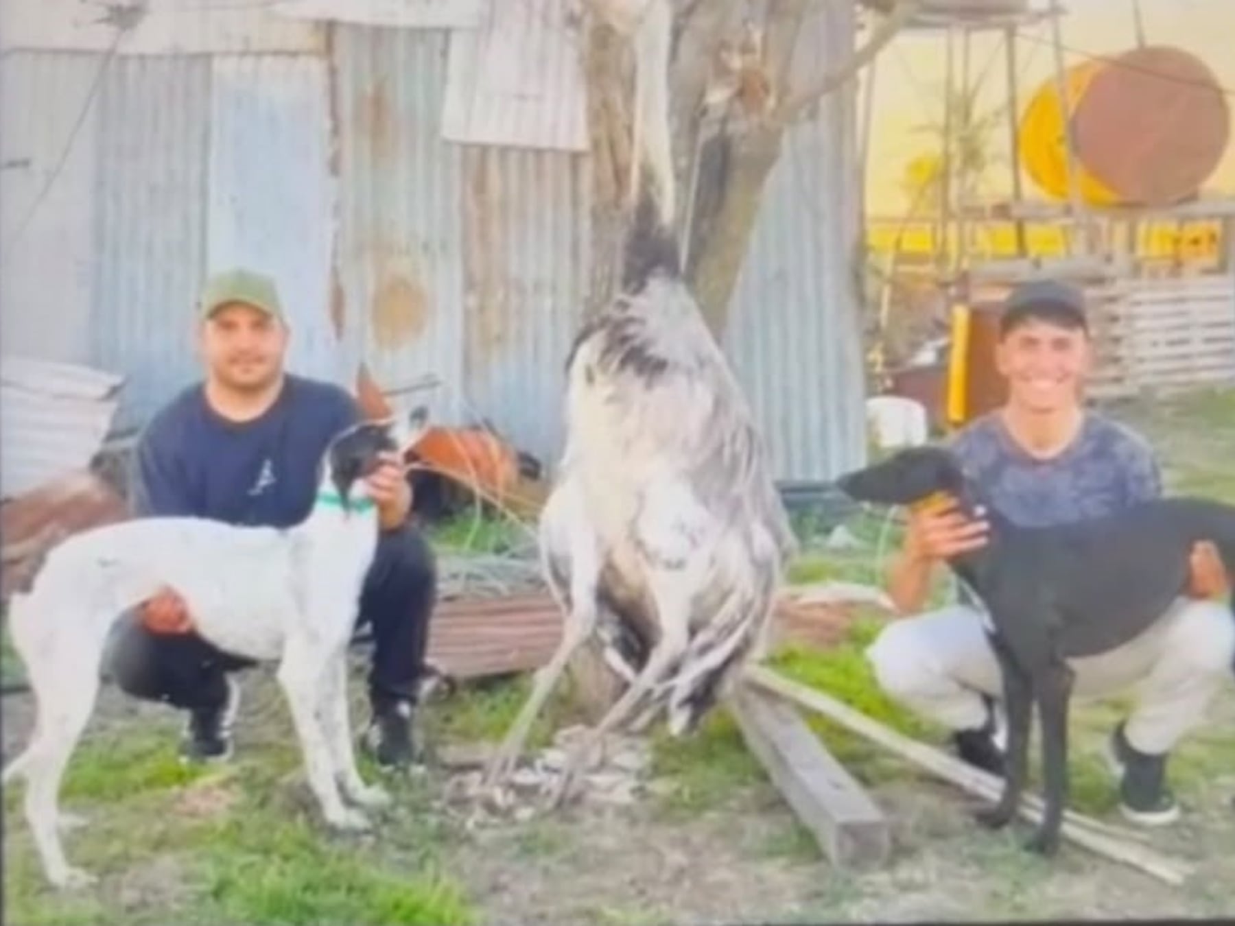 Pergamino: dos hombres quedaron imputados por la muerte de un ñandú que criaban como mascota en un campo