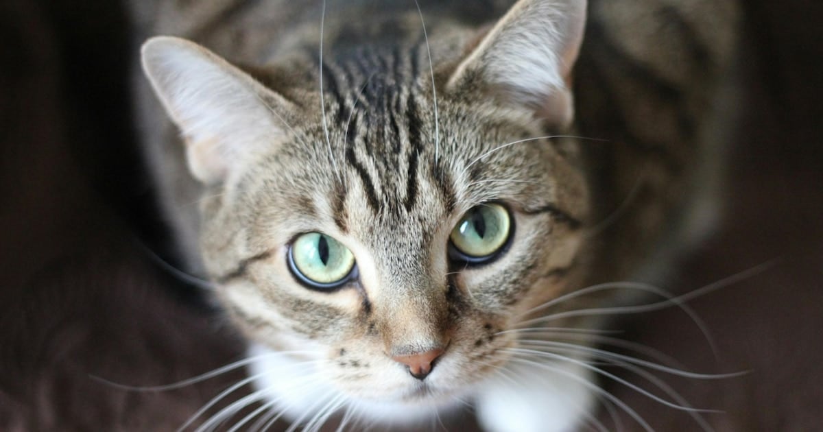 Un relevamiento masivo en gatos de América del Norte confirma variantes de Giardia con potencial zoonótico