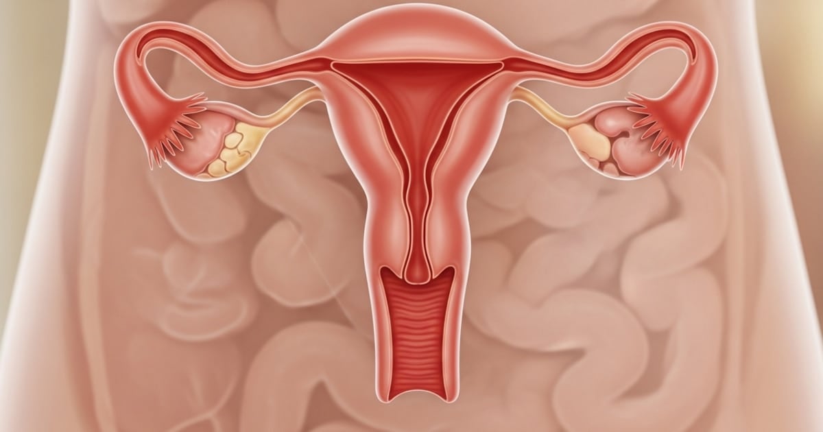 Un estudio en EE.UU. demostró que el ovario sigue activo hasta décadas después de la menopausia